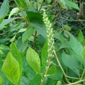 Clethra alnifolia feuille P2A